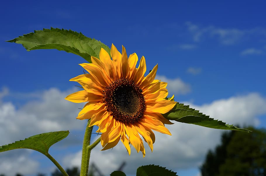 sunflower under blue sky at daytime, sun flower, blossom, bloom, HD wallpaper