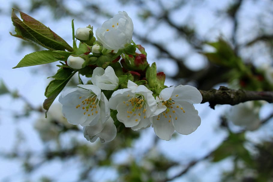 white flowers, cherry, sad, spring, flowering trees, fruit trees HD wallpaper