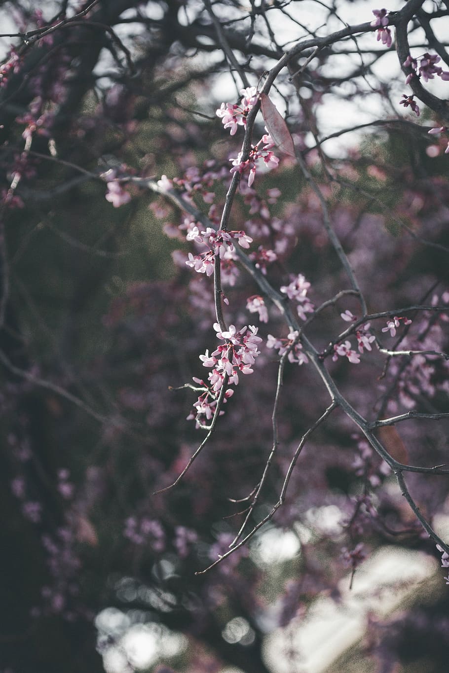 pink, flowers, tree, branch, dark, spring, plant, growth, flowering plant HD wallpaper