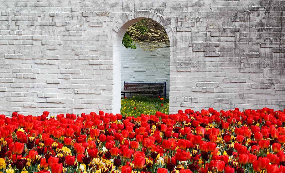 garden of red petaled flowers photo, tulips, spring, bloom HD wallpaper