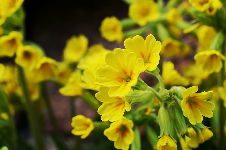 pink-and-red primrose flowers in bloom close up photo, cowslip HD wallpaper