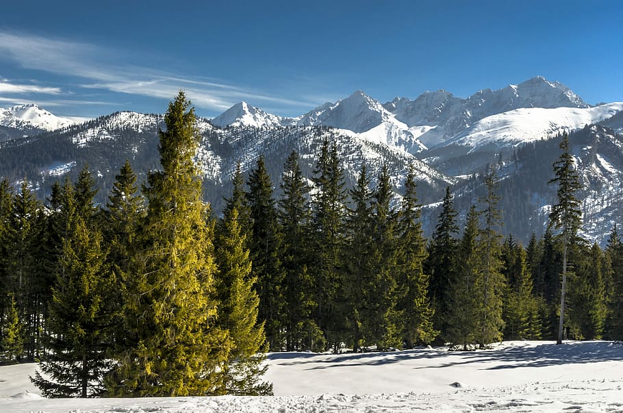 tatry, snow, mountains, winter, cold temperature, tree, plant HD wallpaper