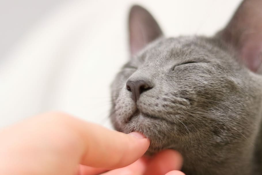 person touching gray cat, Russian Blue, Kitty, Kitten, Soft HD wallpaper