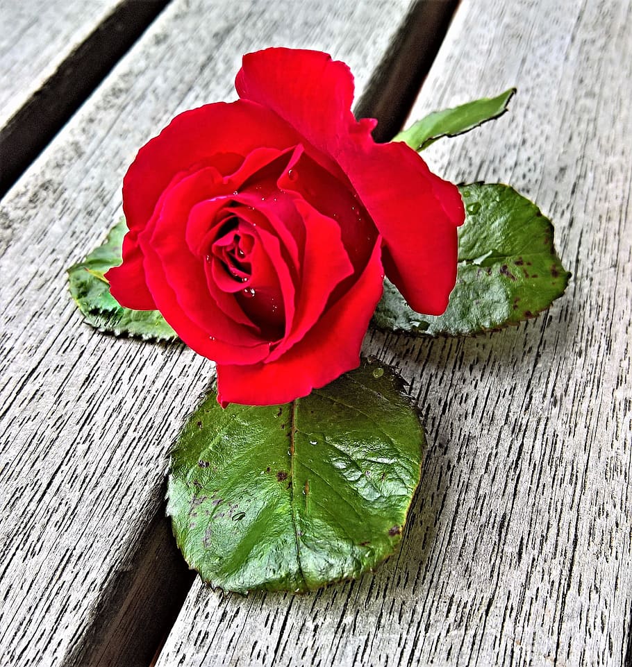 red, petals, flower, rose, beautiful, bloom, blooming, blossom HD wallpaper