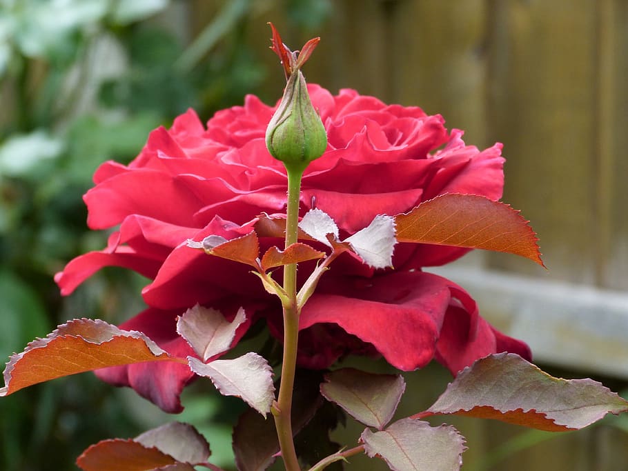 rose, red, garden, flower, bloom, plant, nature, roses, bud HD wallpaper