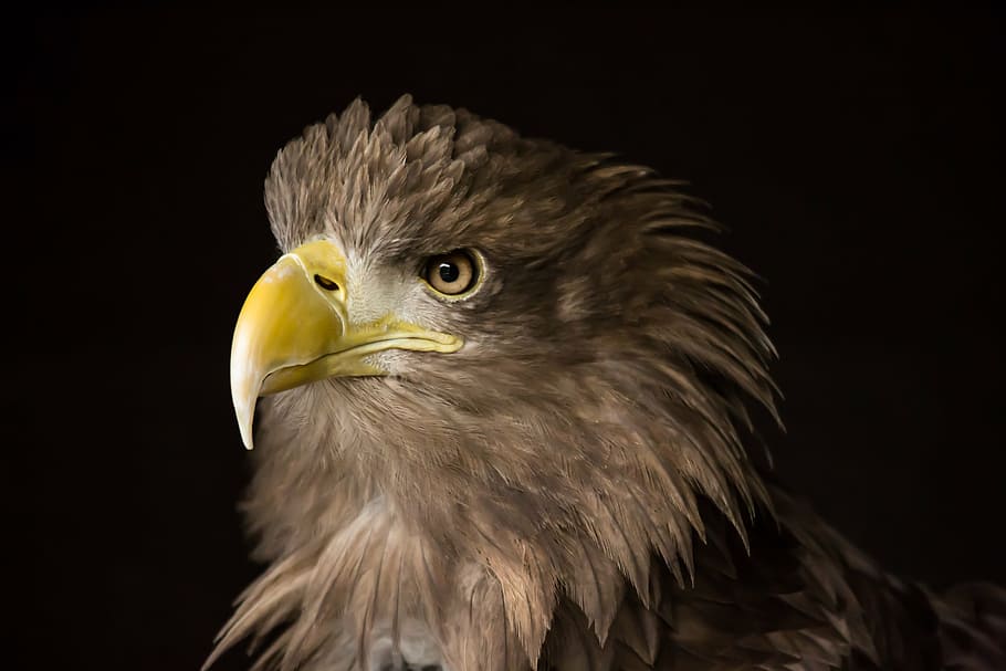 selective focus photography of eagle, sea eagle, raptor, nature HD wallpaper