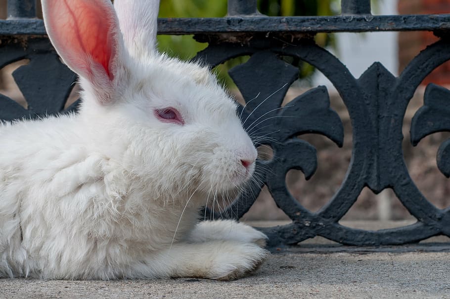 rabbit, white, resting, mammal, pet, domestic, contented, cute HD wallpaper