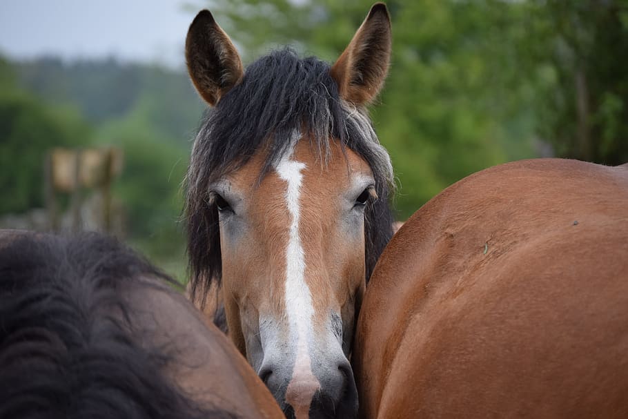 Horse, Curious, Tight, one animal, animal themes, mammal, day HD wallpaper