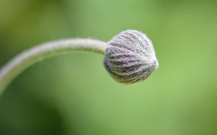 button, green, bud, flower, plant, macro, close-up, no people HD wallpaper