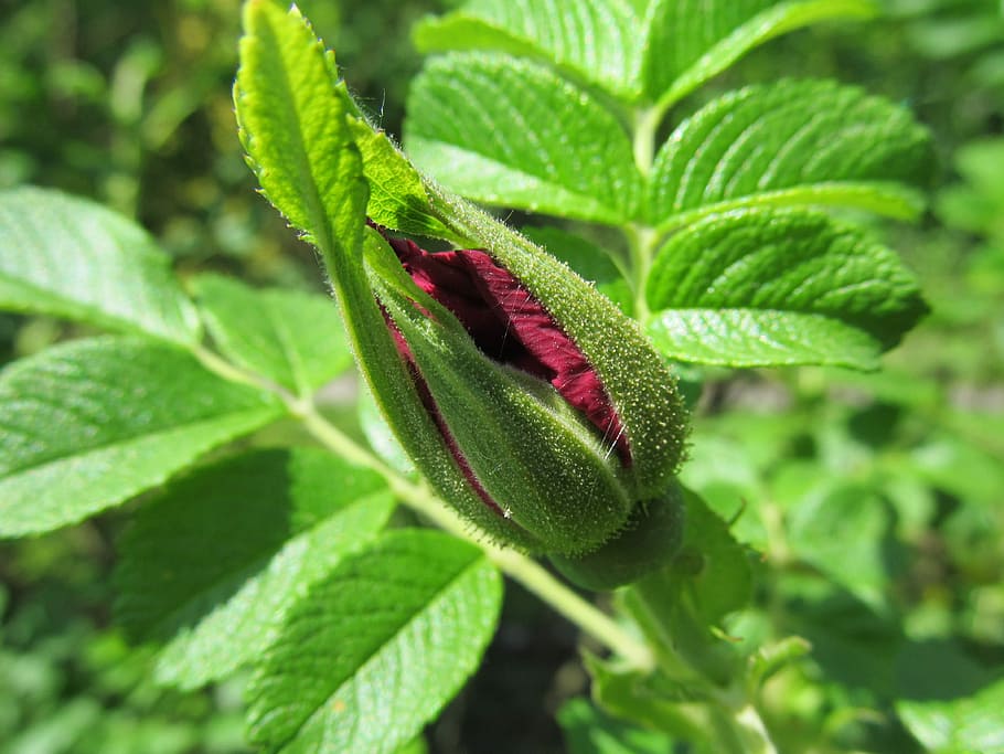 spring, green, flower, nature, bud, leaf, plant part, green color HD wallpaper