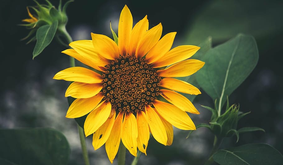 closeup photo of sunflower, balboa park, garden, floral, san, HD wallpaper