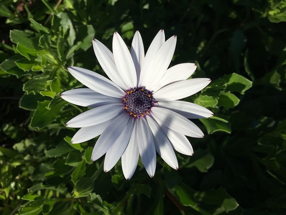 Spring, Daisy, Flower, White, green, nature, petal, fragility HD wallpaper