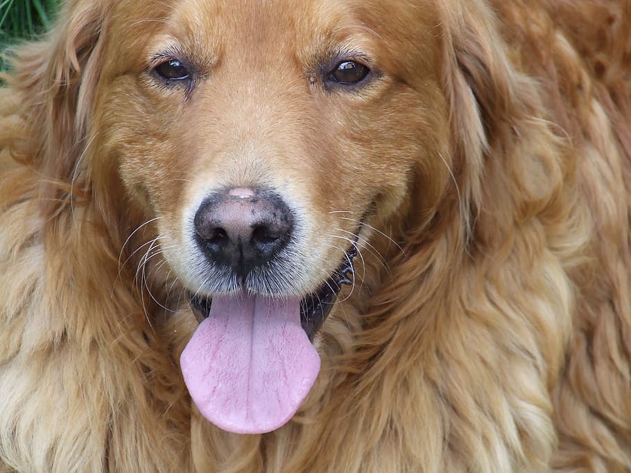 face, dog, the golden retriever, language, stick out, view, HD wallpaper