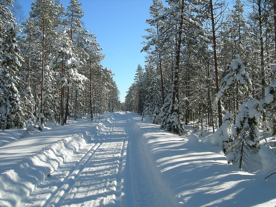 ski, forest, track, winter, snow, ski trails, cold temperature HD wallpaper