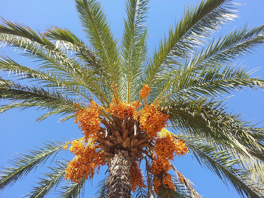 Date Palm, Dates, Phoenix, phoenix palm, sky, orange, blue, HD wallpaper