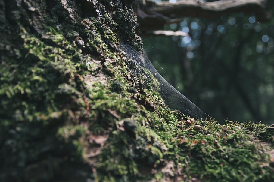 close up photo of tree, tree bark, forest, wood, rough, nature HD wallpaper
