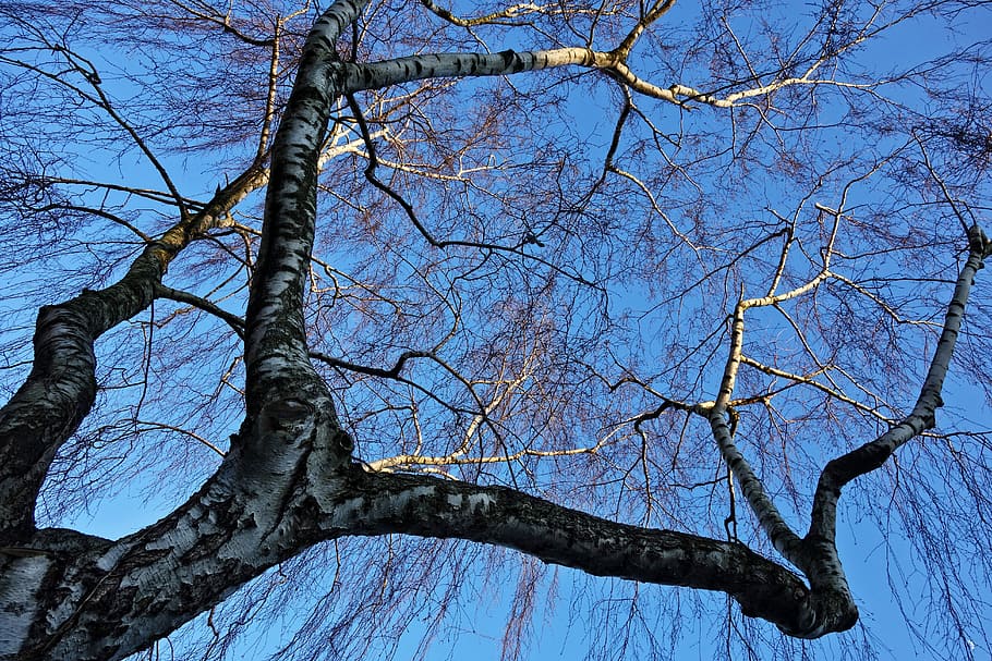 birch tree, branch, bare tree, winter tree, deciduous, tangle HD wallpaper