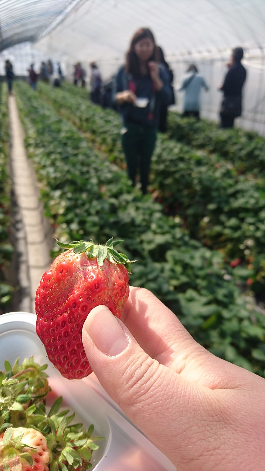 strawberry picking, spring, vinyl house, healthy eating, real people HD wallpaper