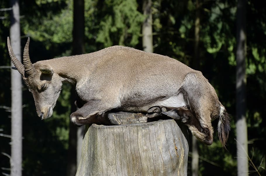 grey goat, capricorn, sleep, tree stump, forest, animal, female HD wallpaper