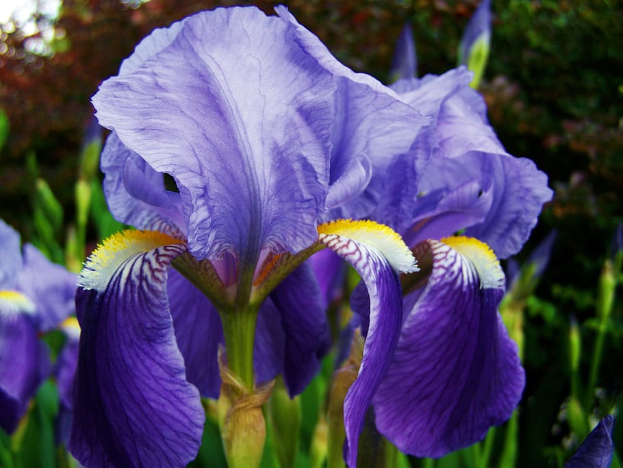 blue petal flowers close-up photo during daytime, iris, fleur-de-lis HD wallpaper