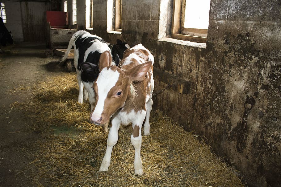 calf, calves, old barn, domestic animals, pets, mammal, livestock HD wallpaper