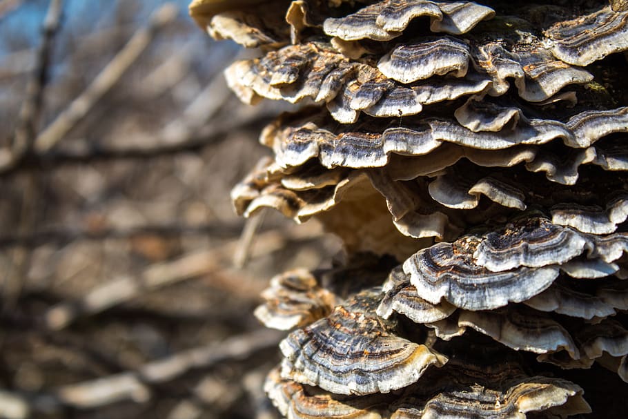 mushroom, tree, nature, forest, sky, trees, close-up, fungus HD wallpaper