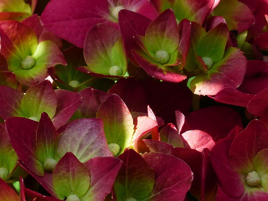 hydrangea, flower, blossom, bloom, red, green, greenhouse hydrangea HD wallpaper