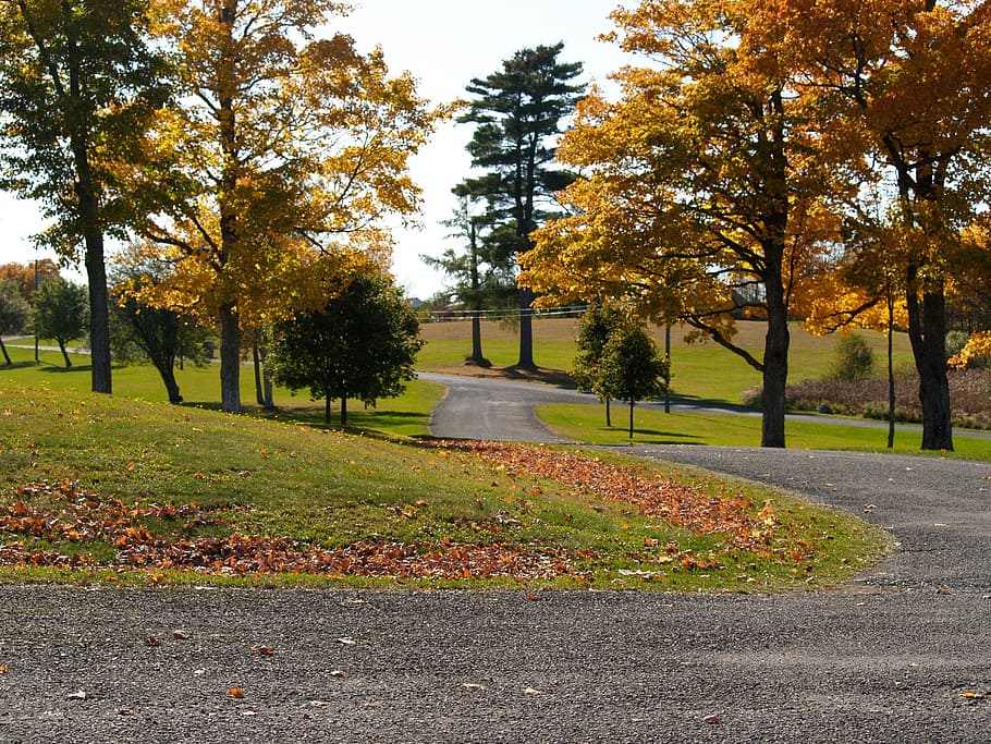 autumn, fall, nature, orange, yellow, season, leaf, october HD wallpaper