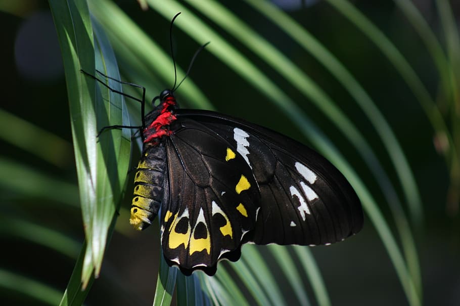 butterfly, cairns birdwing, ornithoptera euphorion, palm, insect, HD wallpaper