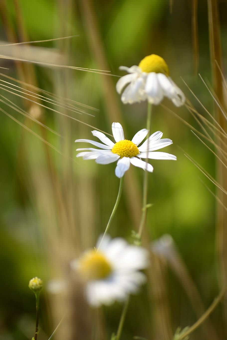 beautiful, bloom, blooming, blossom, blur, bright, chamomile HD wallpaper