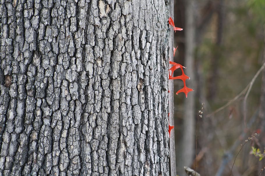 tree trunk, wood, bark, forest, plant, focus on foreground HD wallpaper