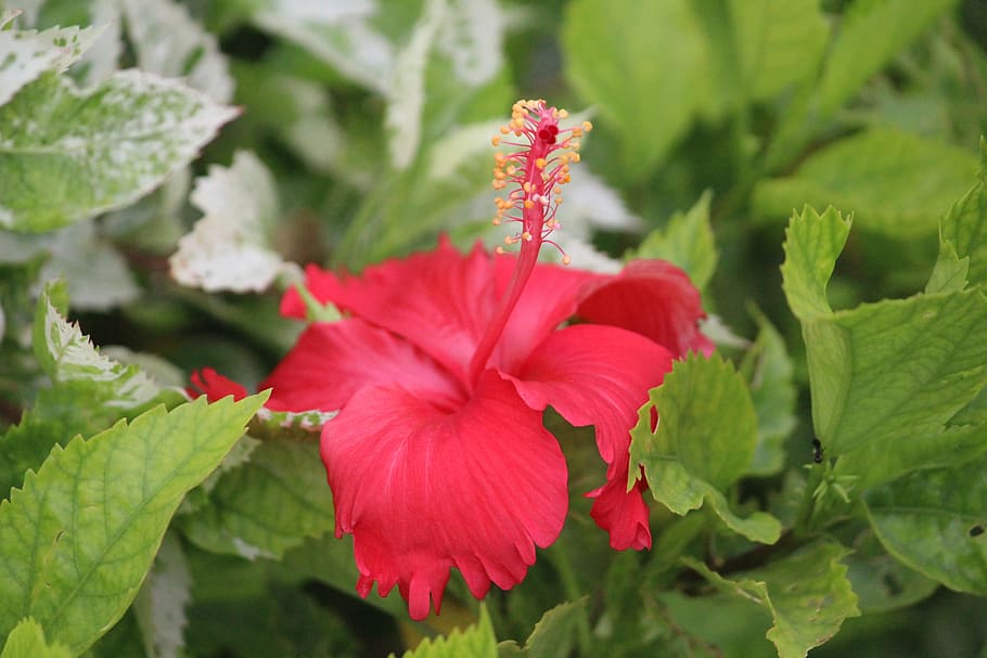 China Rose, Hibiscus, Stamen, flower, red, plant, growth, leaf, HD wallpaper