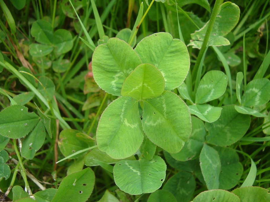 lucky clover, klee, leaf, five, five-leaved, green, grass, nature HD wallpaper