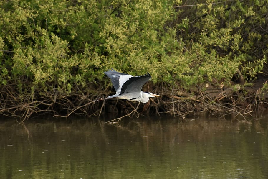 animal, river, waterside, grass, wood, bird, wild birds, heron HD wallpaper