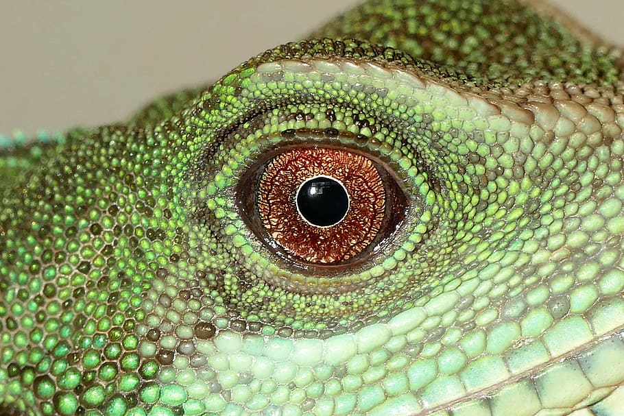 close-up photography green lizard eye, chinese water dragon, reptiles