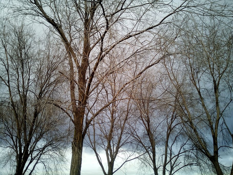 winter, cold, trees, leaves, sky, branches, bare tree, plant HD wallpaper