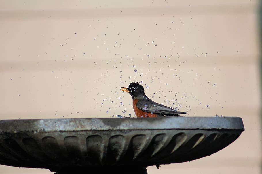 robin-robin-red-breast-birdbath-bird-bath.jpg