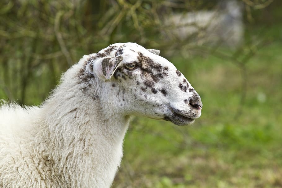 sheep, animals, meadow, animal themes, one animal, mammal, domestic animals HD wallpaper