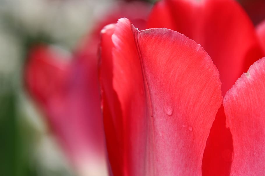 tulip, drop, macro, flower, spring, red, flowering plant, beauty in nature HD wallpaper