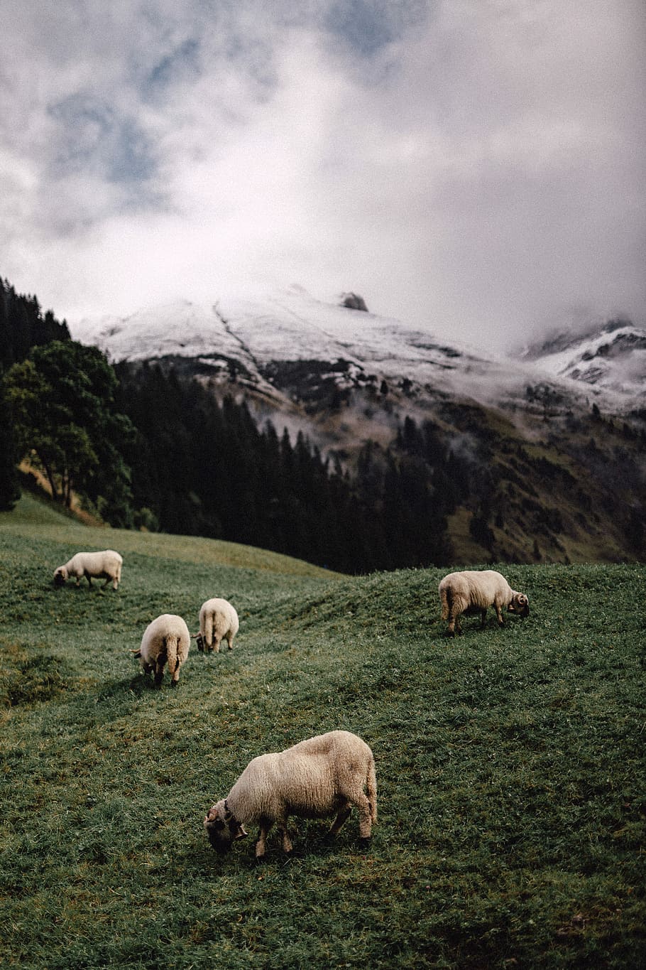 five white sheeps eating grass near mountains during daytime, five white sheeps eating green grass HD wallpaper
