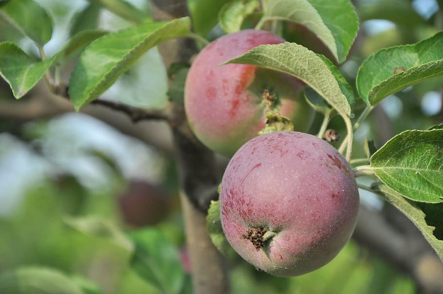 apple, garden, tree, apple tree, ripe, fruit, apples on a branch HD wallpaper