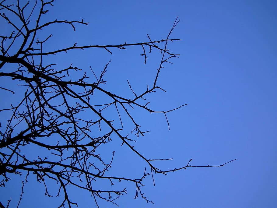Tree, Shadow, Sky, Blue, Nature, blue sky, branch, outdoors HD wallpaper