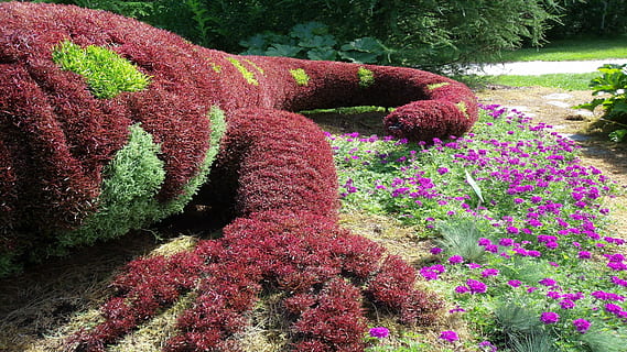 salamander, salamanders, creature, garden, plant, flowers, growth HD wallpaper