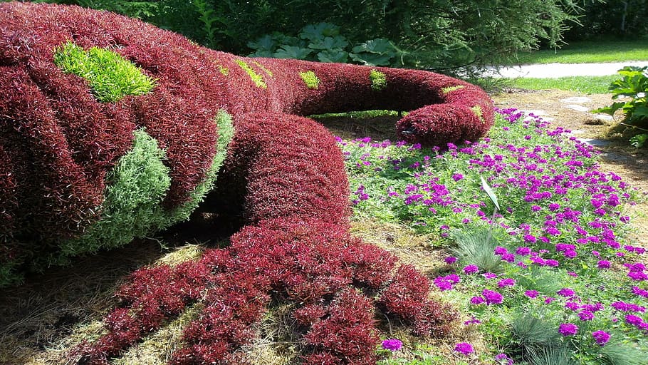 salamander, salamanders, creature, garden, plant, flowers, growth HD wallpaper