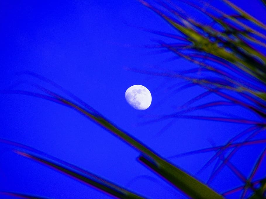 moon, moon shine, trees, sky, blue, mystical, light, palm, outside HD wallpaper