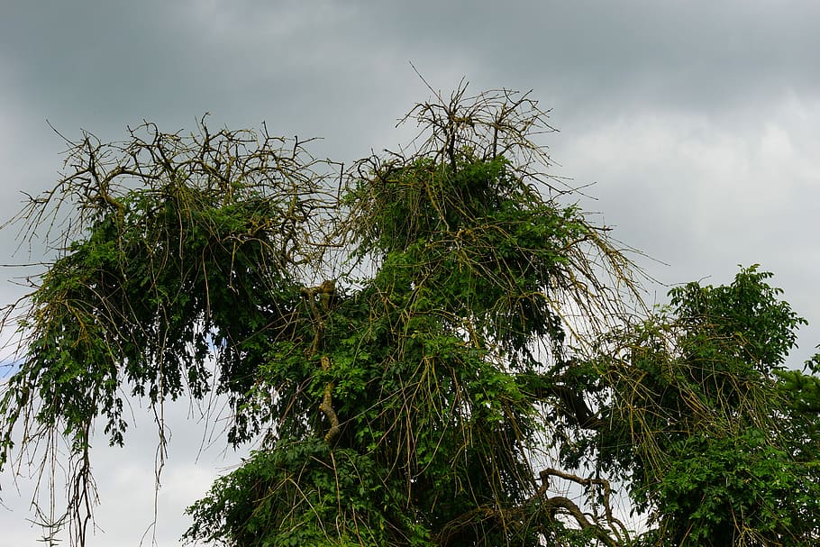 Pasture, Tree, Old, Branches, Braid, mood, garden, sky, covered HD wallpaper