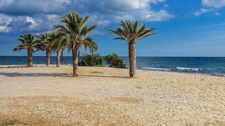 Nature, Beach, Palm Trees, Landscape, sea, sand beach, view HD wallpaper