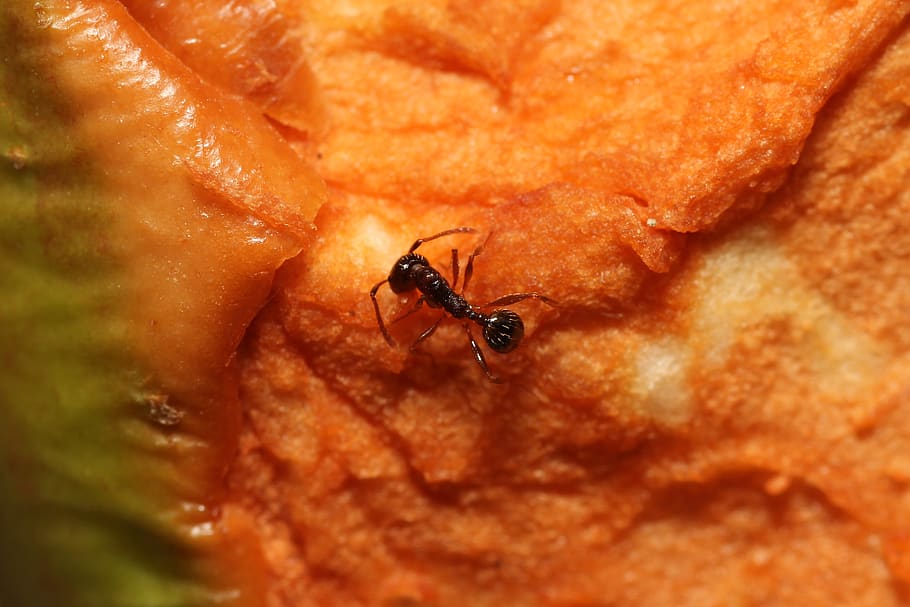 ant, work, close up, insect, nature, macro, transport, red ant HD wallpaper