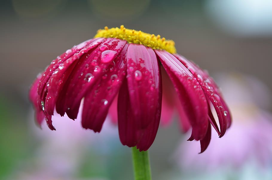selective focus photography of pink daisy with dew drops, red HD wallpaper