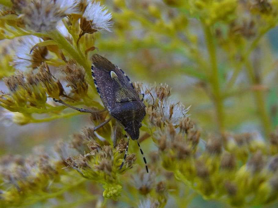 insect, bug, animal, nature, forest, animals in the wild, animal themes HD wallpaper